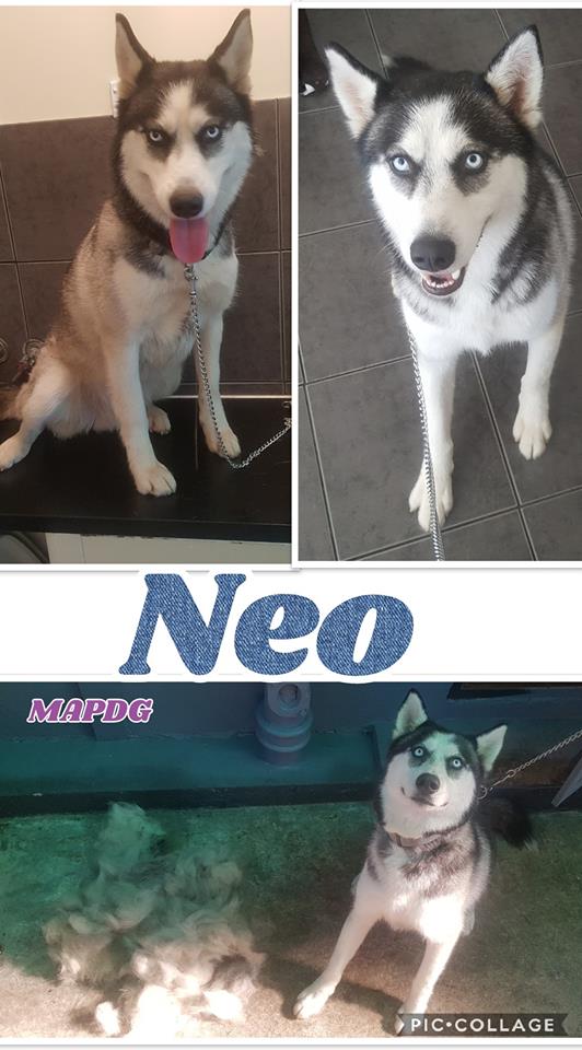 Miss and Pups Dog Grooming | Newark Ave, Newborough VIC 3825, Australia | Phone: 0477 149 251