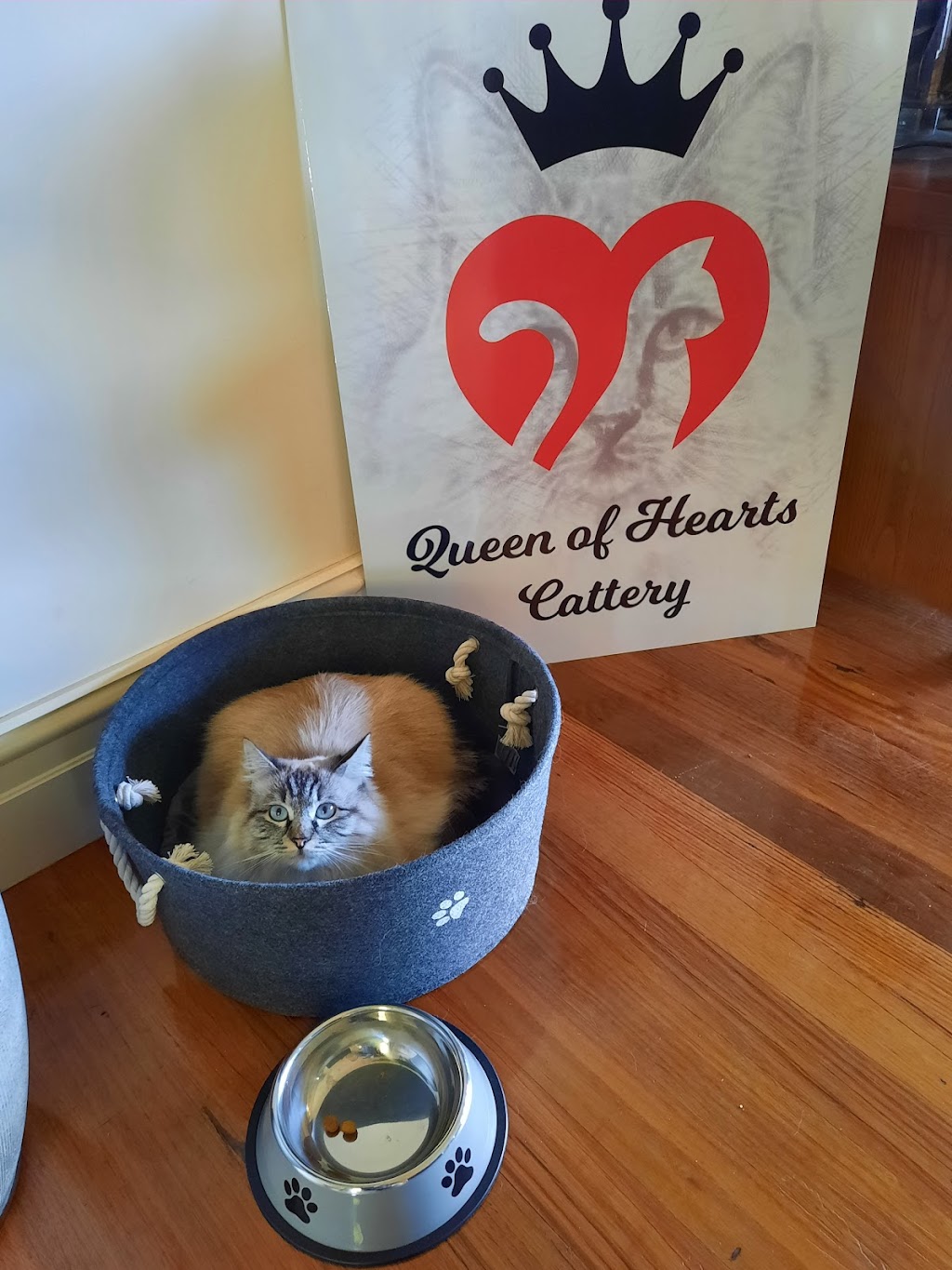 Queen of Hearts Cattery | 31 Douglas Ln, Illowa VIC 3282, Australia | Phone: 0493 102 704