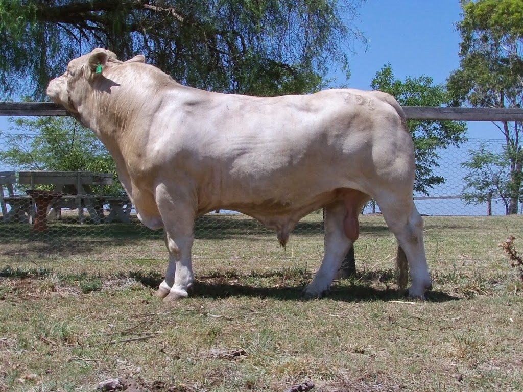 Mountview Charolais |  | 164 Ramsay Rd, Ramsay QLD 4358, Australia | 0427583412 OR +61 427 583 412