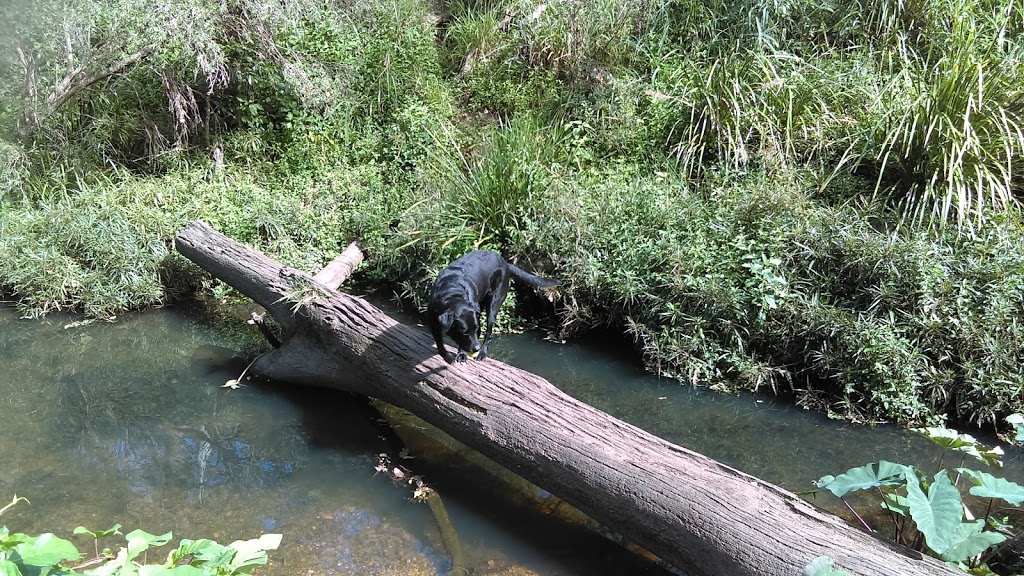 Log Across Norman Creek | park | Annerley QLD 4103, Australia