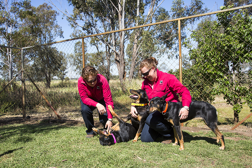 NorthWest Vets | Effie Durham Drive, Coonamble NSW 2829, Australia | Phone: (02) 6822 1381