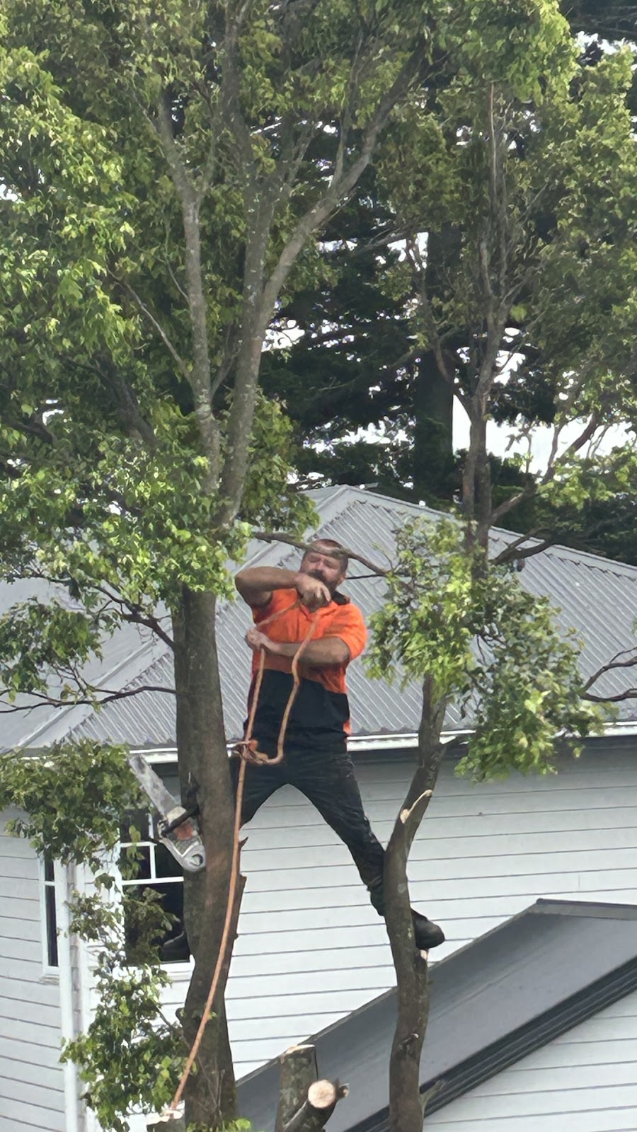 COLOURFUL TREE LOPPING STUMP GRINDING | 44A Oyster Point Esplanade, Scarborough QLD 4020, Australia | Phone: 0438 988 985