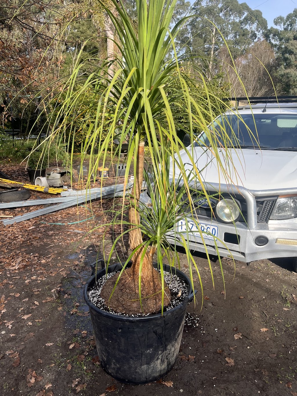 K valley plants | 15 Maxwell Rd, Kawarren VIC 3249, Australia | Phone: 0490 030 580