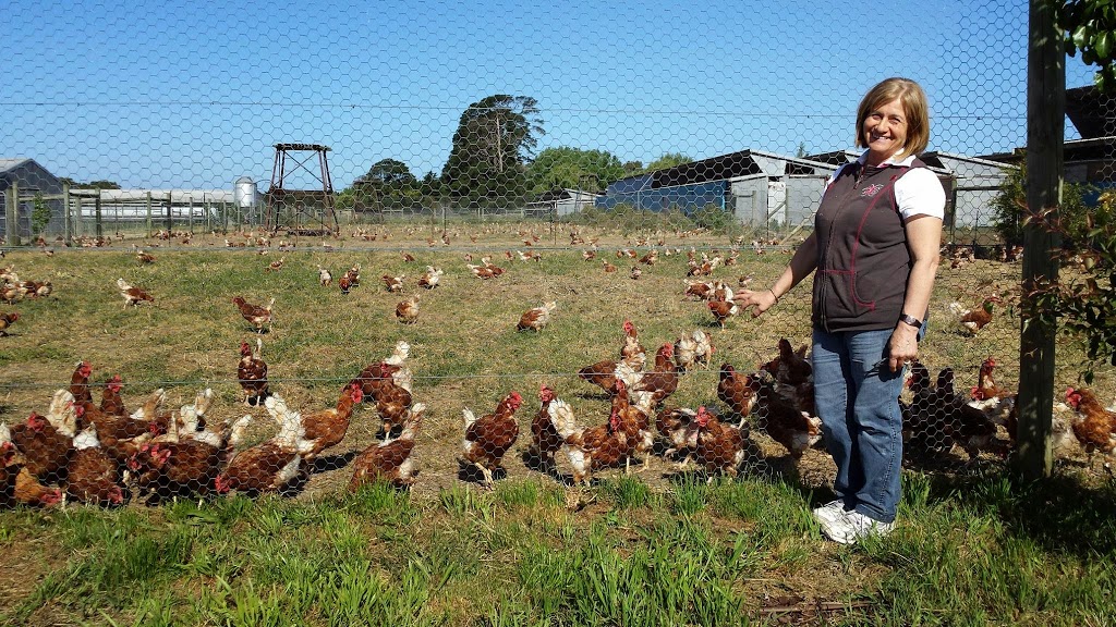 Somerville Egg Farm | 220 Eramosa Rd W, Moorooduc VIC 3933, Australia | Phone: (03) 5977 5405