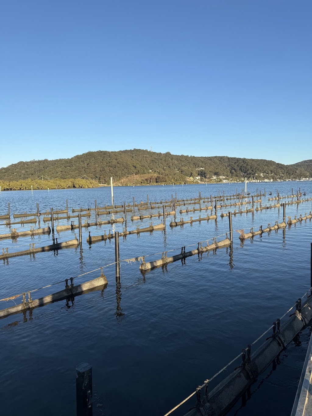Sydneyrocksoysters | 532 Wine Country Dr, Pokolbin NSW 2320, Australia | Phone: 0484 525 997