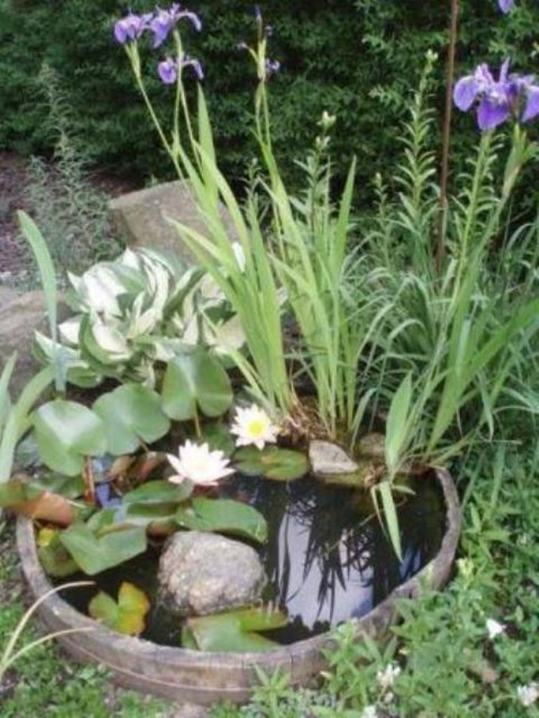 Plants & Water Features | 63 Eirene St, Yarraville VIC 3013, Australia | Phone: 0432 653 709