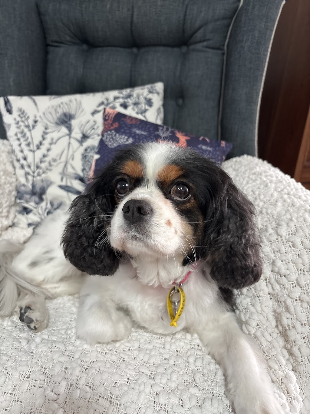 Petloft dog grooming | Lady Ardee Cct, Stockleigh QLD 4280, Australia | Phone: 0479 050 018 Petloft dog grooming | Lady Ardee Cct, Stockleigh QLD 4280, Australia | Phone: 0479 050 018