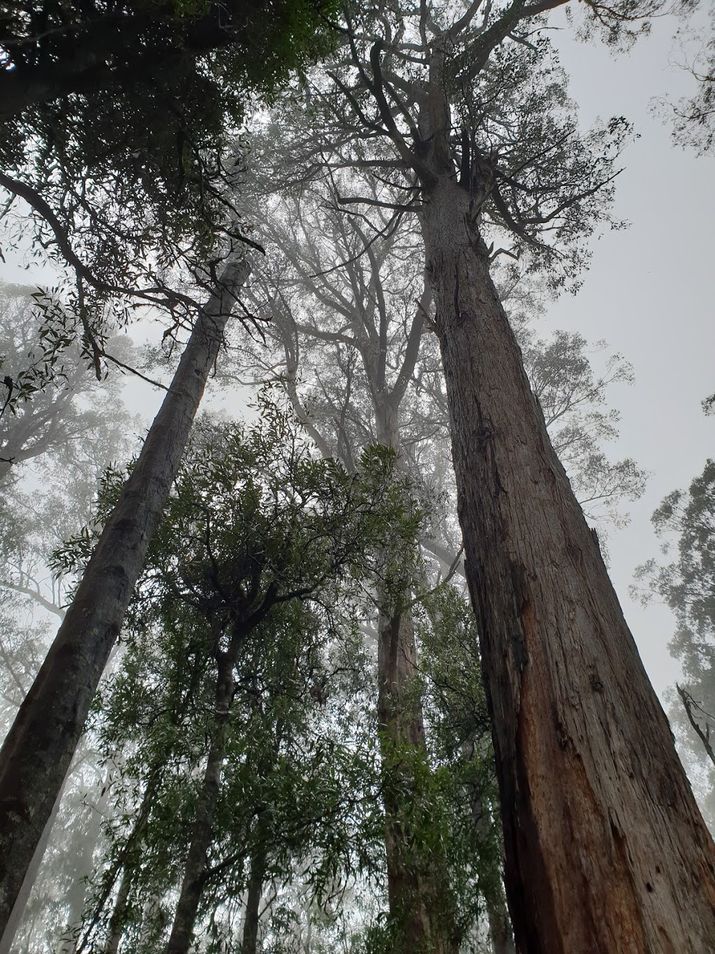 Errinundra Old Growth Forest Walk | Bendoc VIC 3888, Australia | Phone: 13 19 63