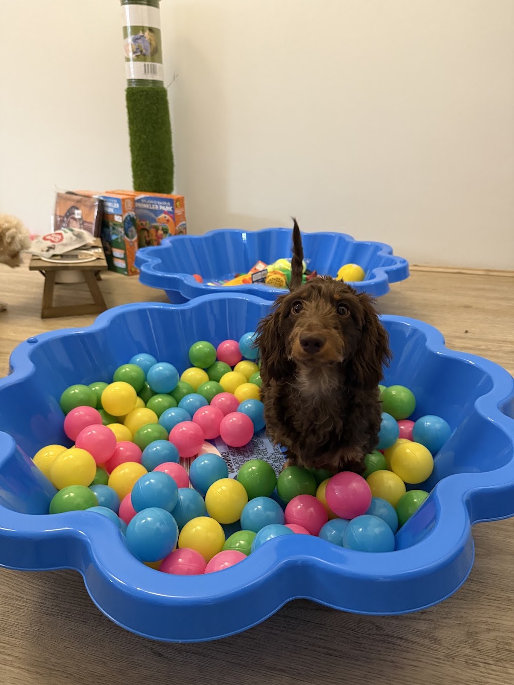 Furry Mates | 9/10 Elonera St, Rydalmere NSW 2116, Australia | Phone: 0470 696 257