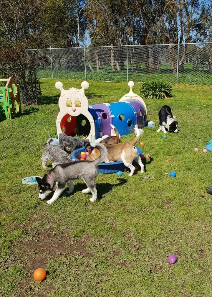 THE Dog House Pet Resort | 575 Ghazeepore Rd, Mount Duneed VIC 3216, Australia | Phone: (03) 5264 5026