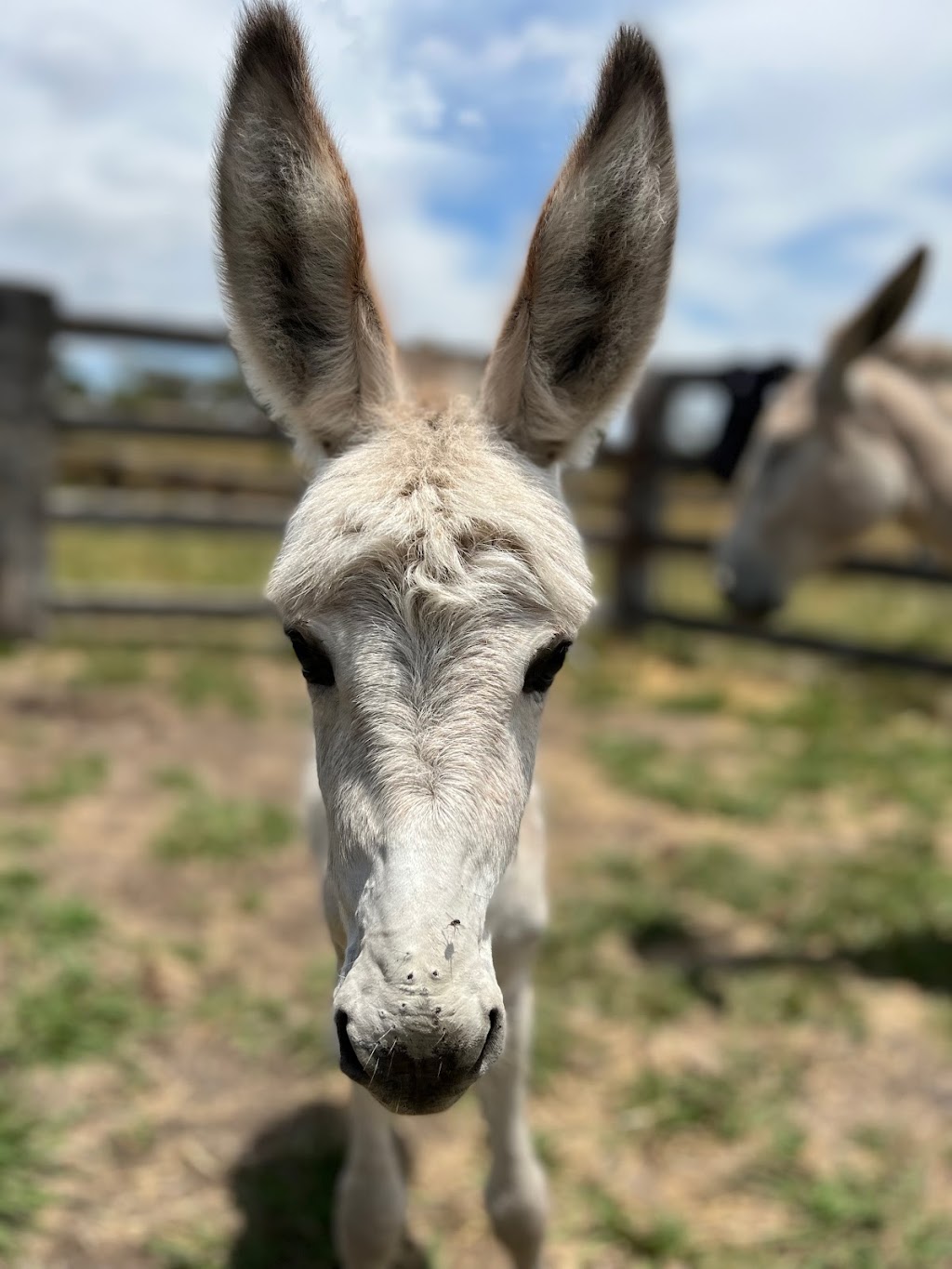 Last Stop Donkey Program | 119A Minimbah Dr, Whittingham NSW 2330, Australia | Phone: 0400 622 244
