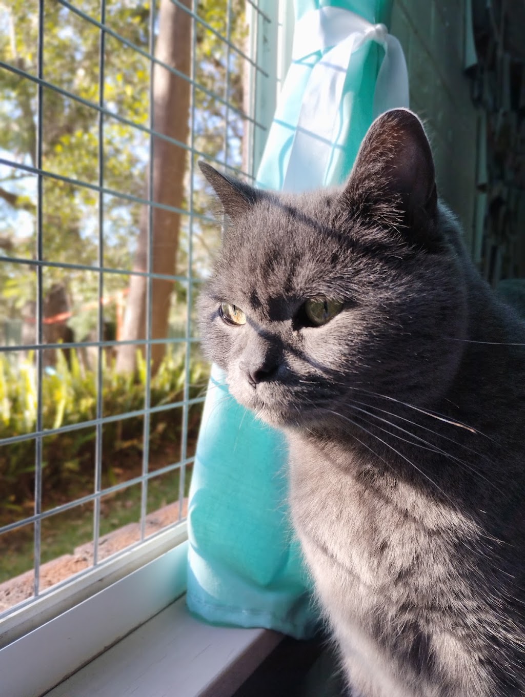 Kats Cat Care | 56 Terrymont Rd, Warrimoo NSW 2774, Australia | Phone: 0423 077 882