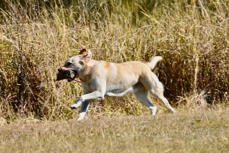 Tapua Labrador Retrievers | Rankin St, Woodstock NSW 2793, Australia | Phone: 0429 399 341