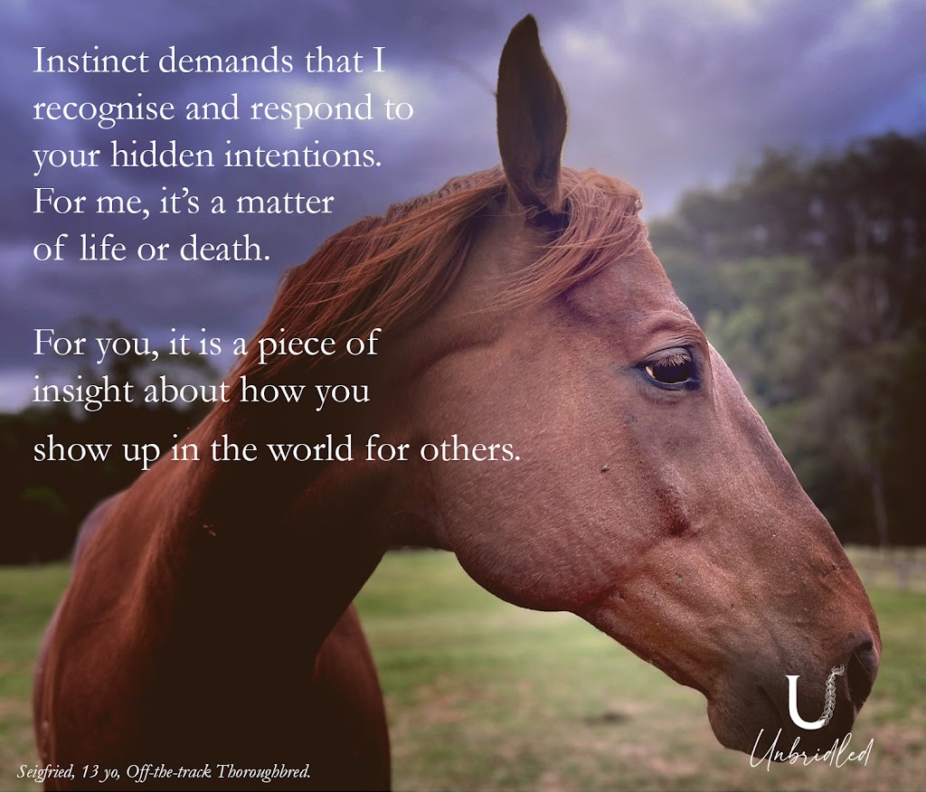 Unbridled Equine | 406 Guanaba Creek Rd, Guanaba QLD 4210, Australia | Phone: 0424 183 161