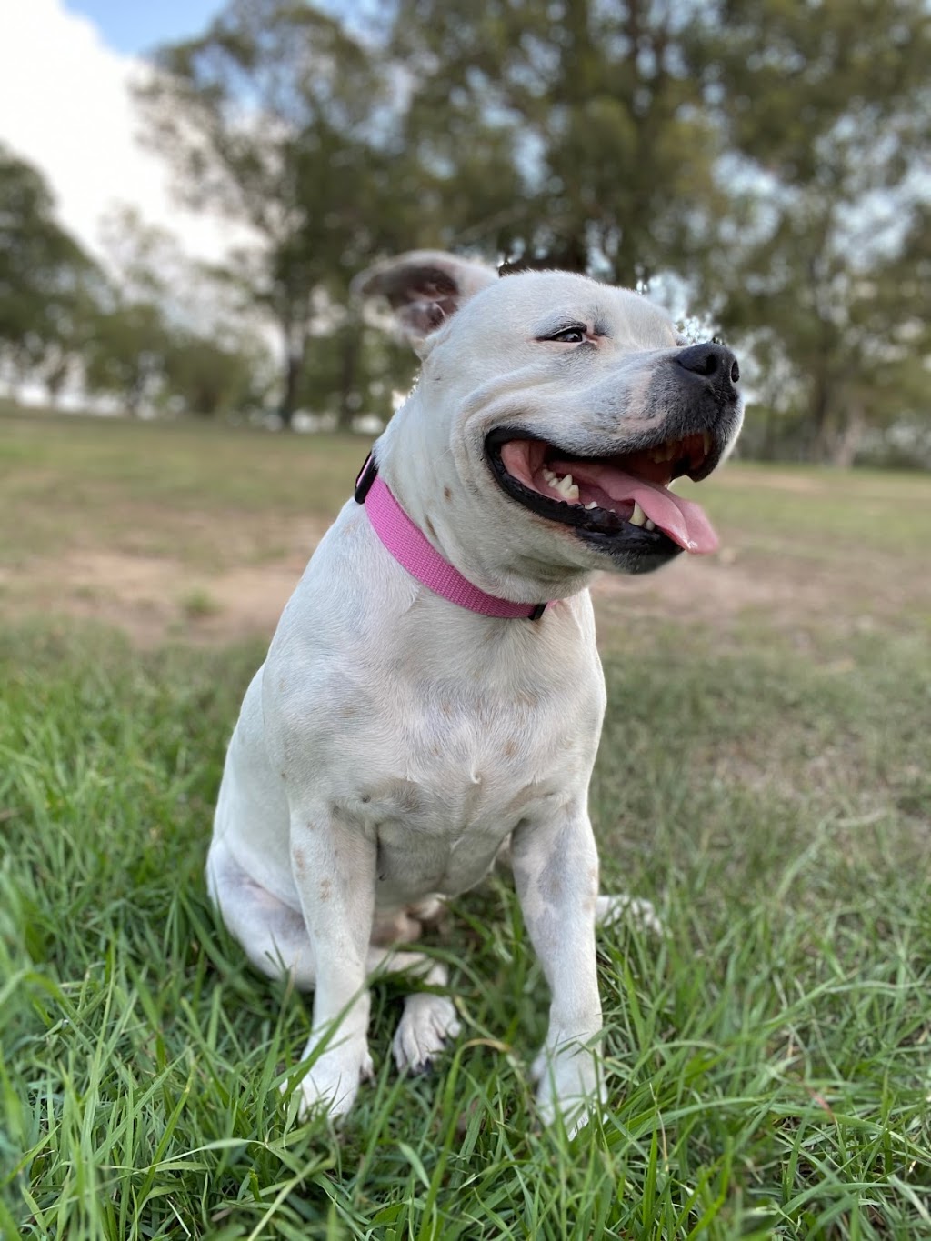 Bradbury Park Dog Off-Leash Area | park | Kedron QLD 4031, Australia