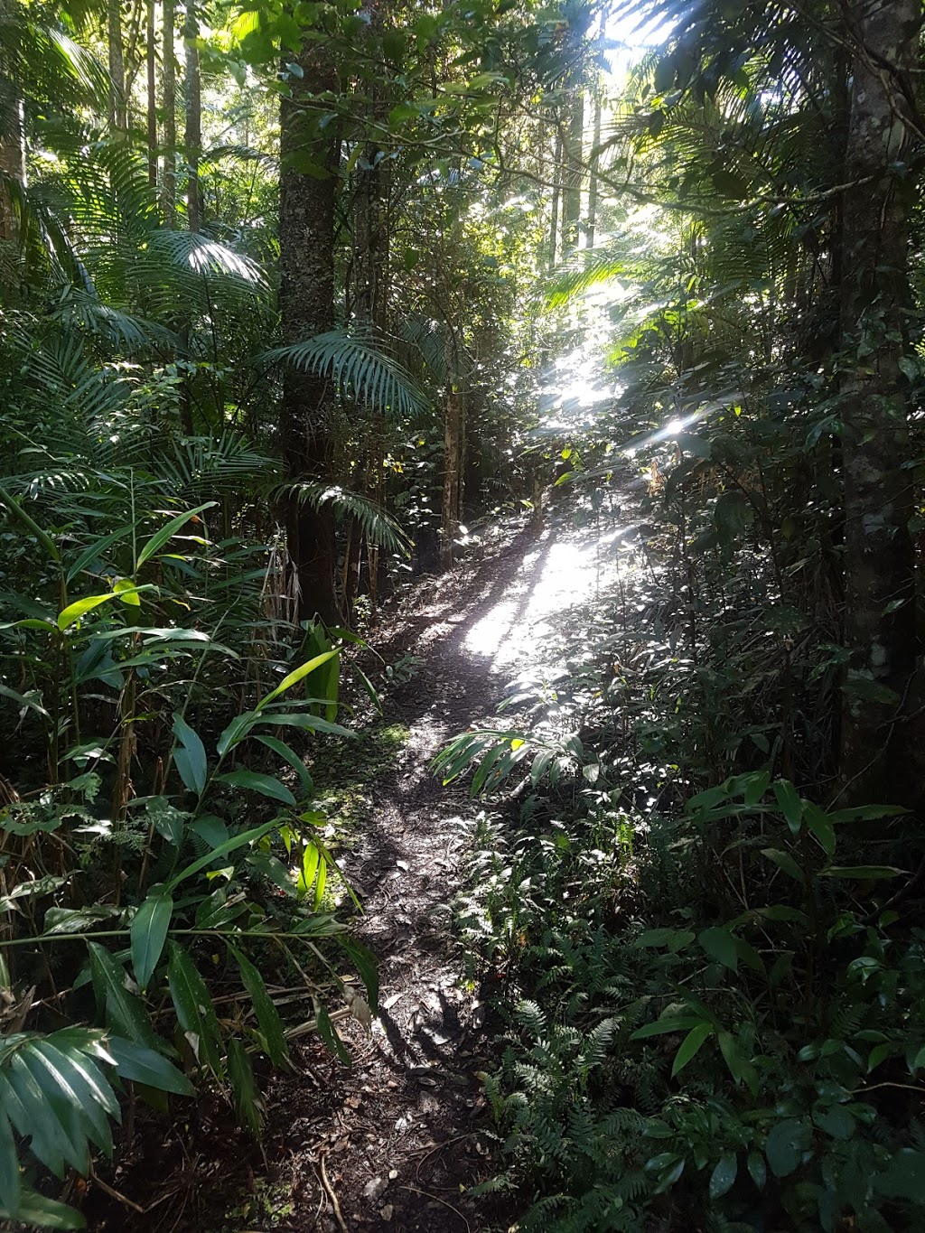 Imbil State Forest 1 | park | Queensland, Australia