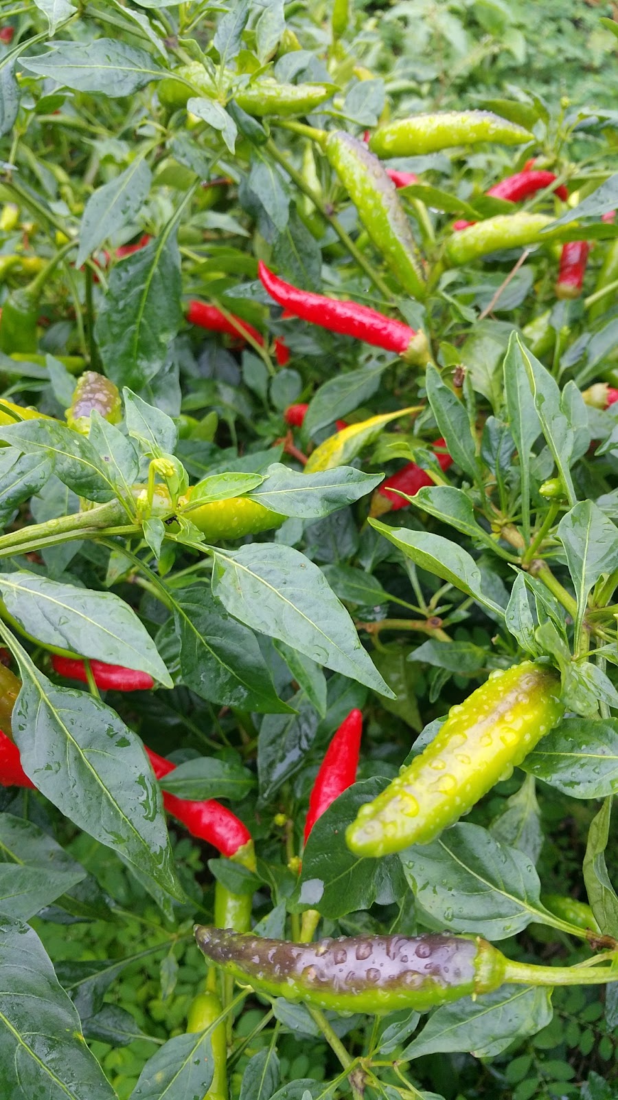 Byron Chilli Farm | 59A Kingsvale Rd, Myocum NSW 2481, Australia | Phone: 0418 192 565