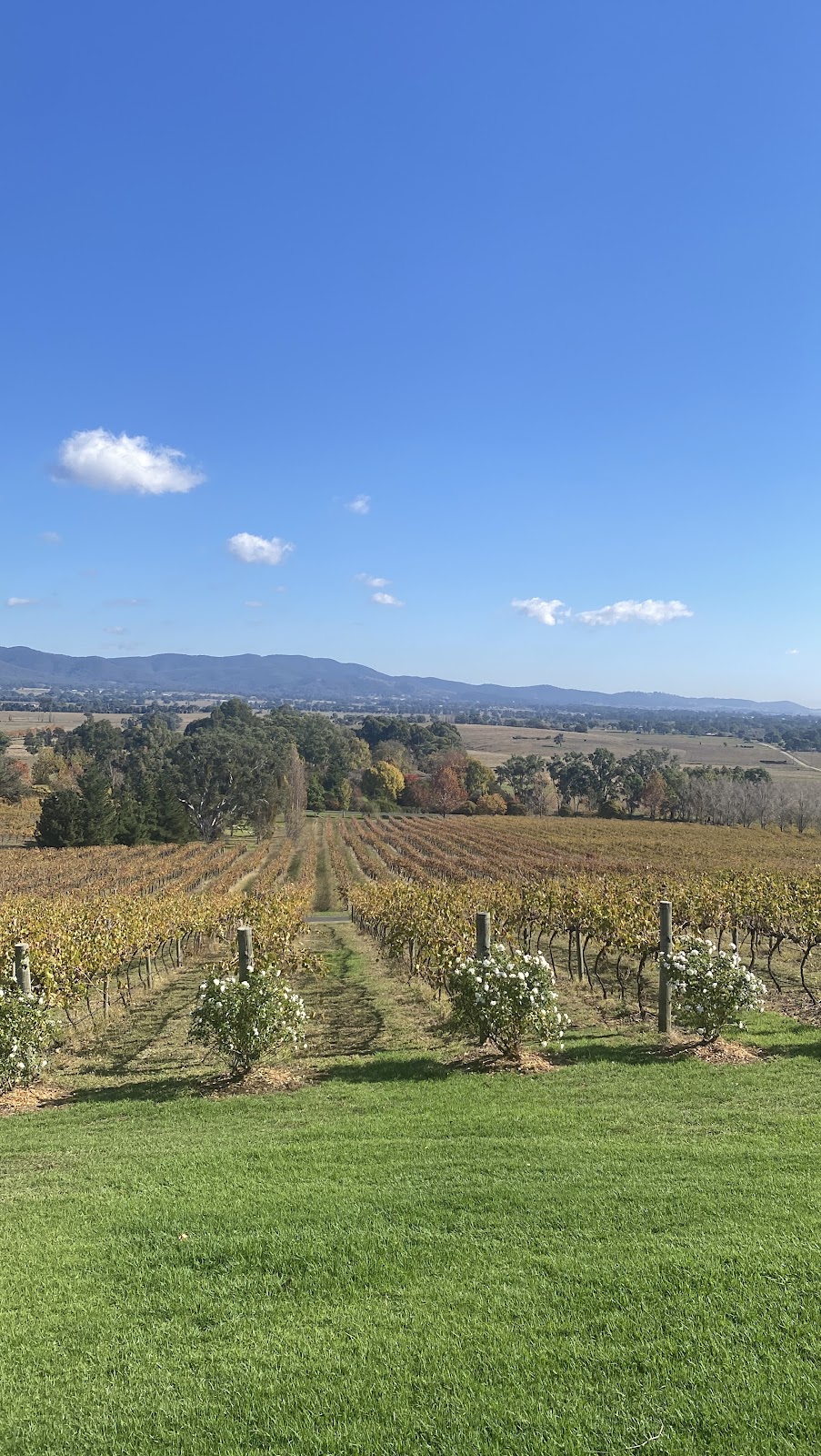 Mudgee Wine Adventures | 9 Industrial Ave, Mudgee NSW 2850, Australia | Phone: 0427 616 699