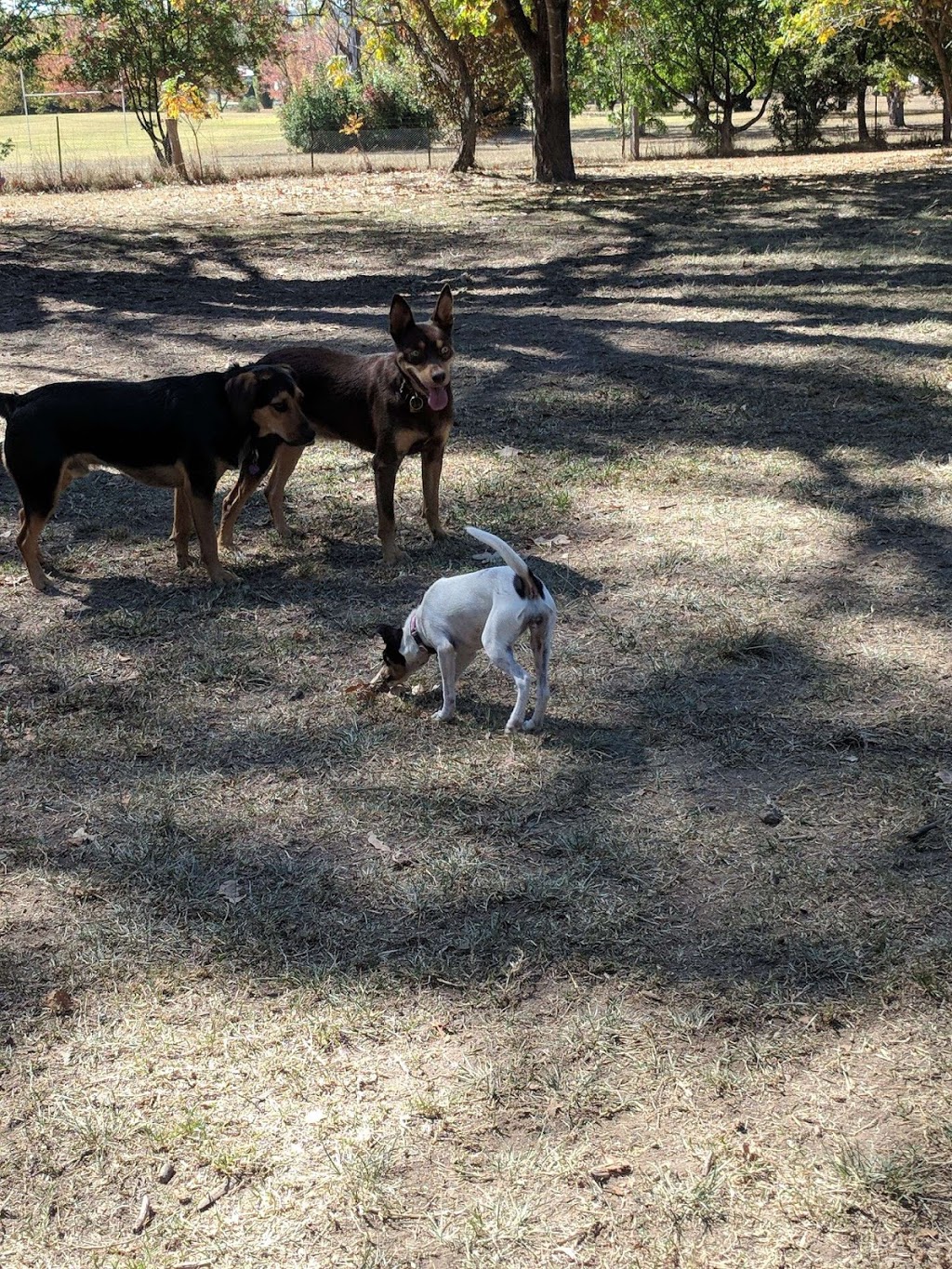 Southern Dog Park | park | Unnamed Road, Armidale NSW 2350, Australia