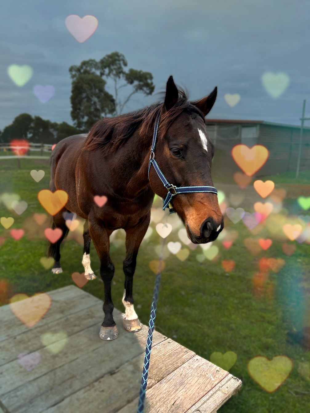 Jasper Equine Assisted Therapy and Counselling | 183 Craig Rd, Pearcedale VIC 3912, Australia | Phone: 0423 764 919