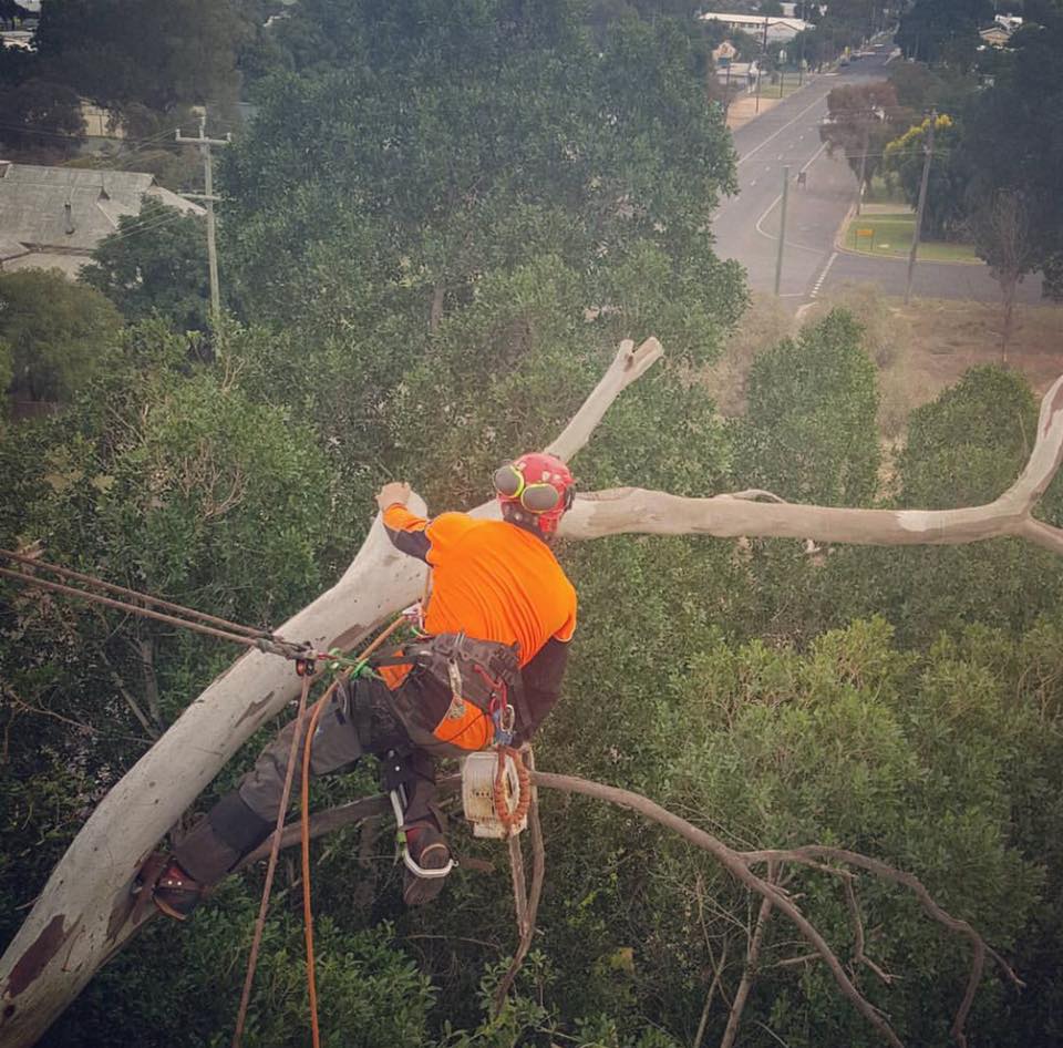 A1 Tree Service NSW Pty Ltd | 7L Gilgandra Rd, Dubbo NSW 2830, Australia | Phone: (02) 6882 2052