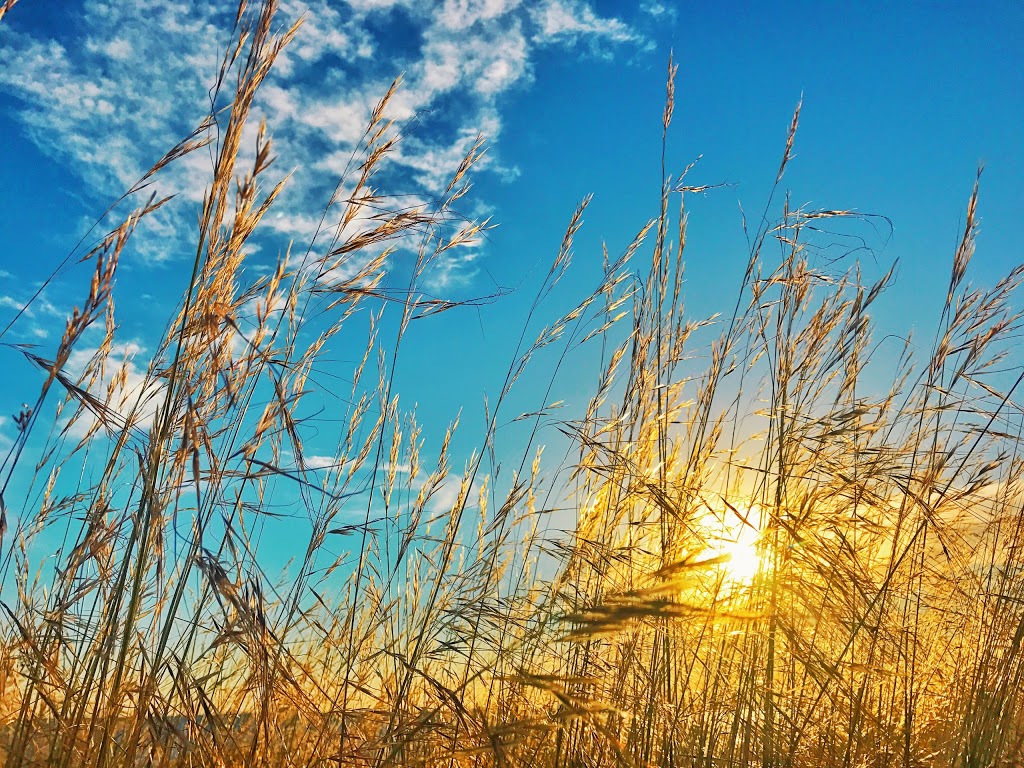 Jawbone Nature Conservation Reserve | Williamstown VIC 3016, Australia