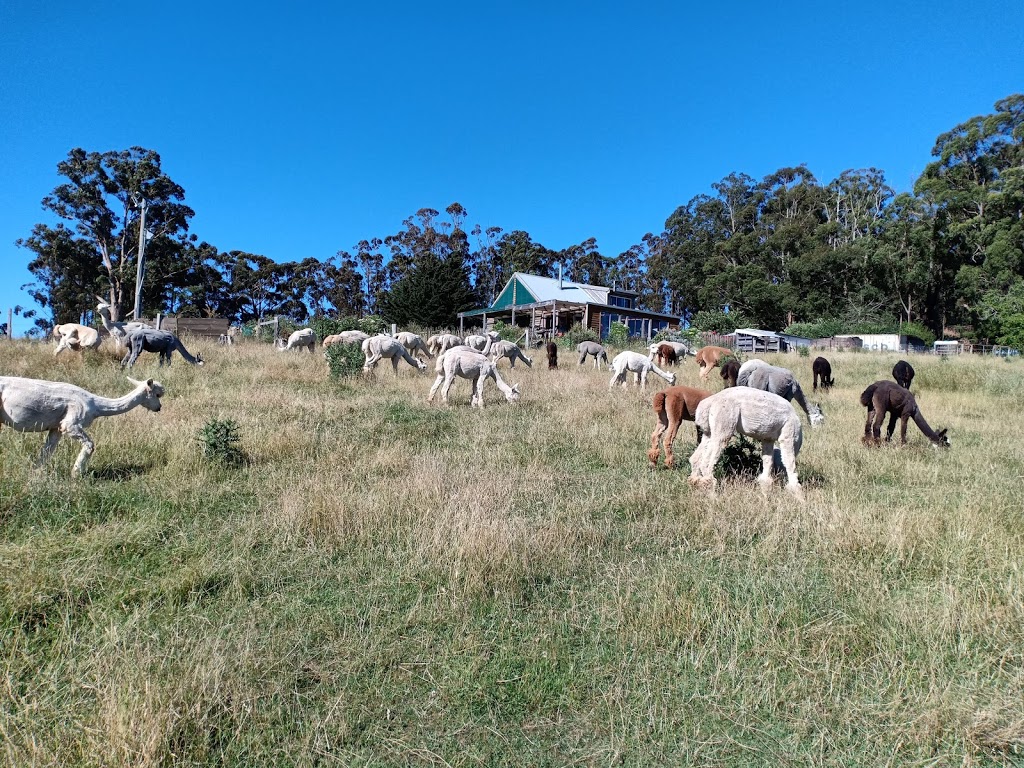 Alternative View Alpacas | 65 Pines Rd, Mirboo North VIC 3871, Australia | Phone: 0427 201 192