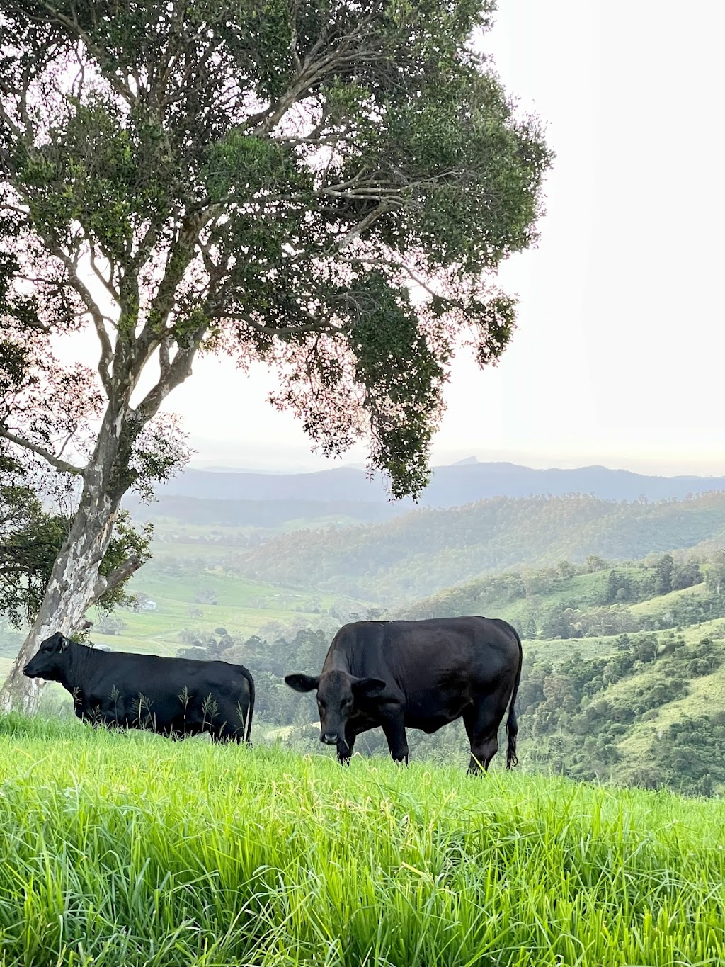 Greenhollow Brangus | Koplick Rd, Running Creek QLD 4287, Australia | Phone: 0403 054 845