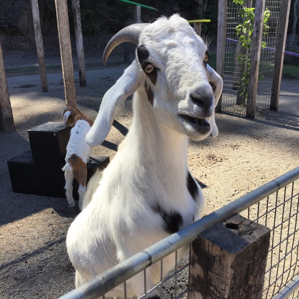 Shoalhaven Zoo And Adventure World | 23 Rock Hill Rd, North Nowra NSW 2541, Australia | Phone: (02) 4421 3949
