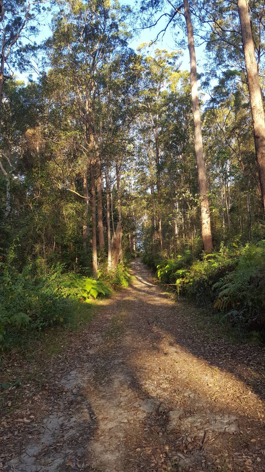 Nambour parkrun | Radar Hill Rd, Bli Bli QLD 4560, Australia