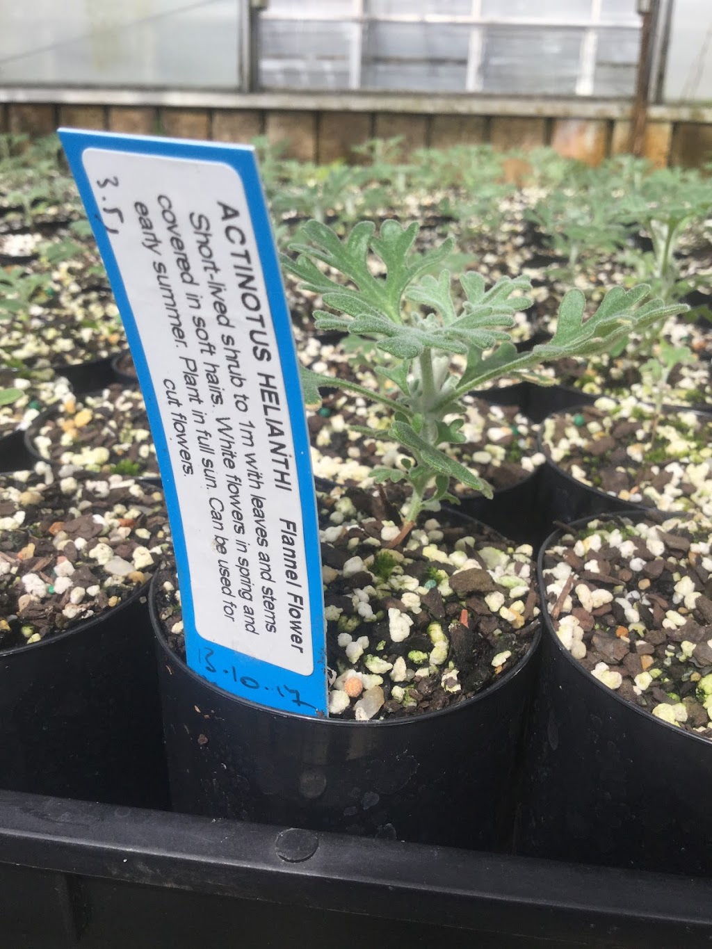 Randwick City Council Community Nursery | 2R Barker St, Kingsford NSW 2032, Australia | Phone: (02) 9093 6250