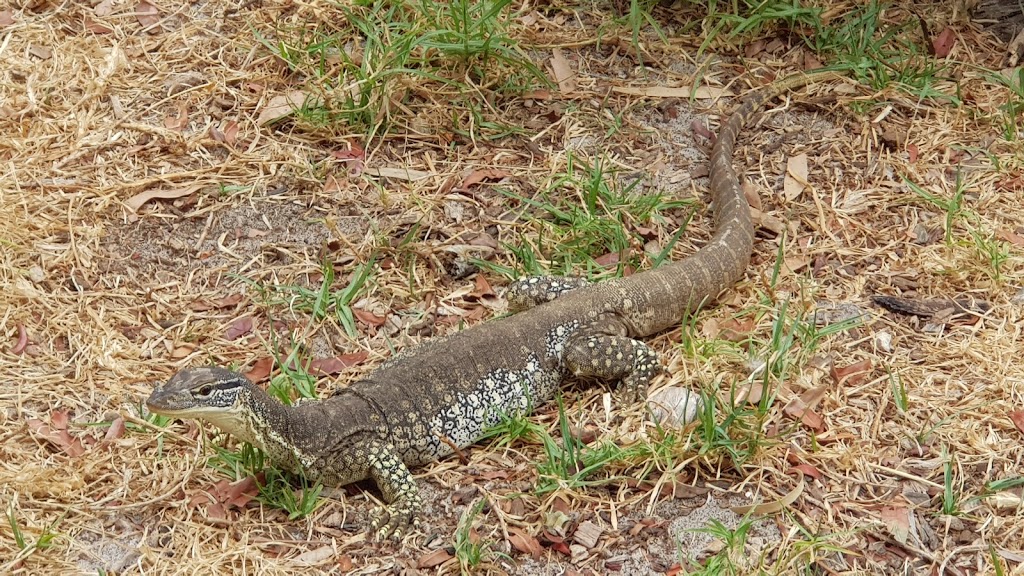 Armadale Reptile Park | pet store | 308/304 S Western Hwy, Mount Richon WA 6112, Australia