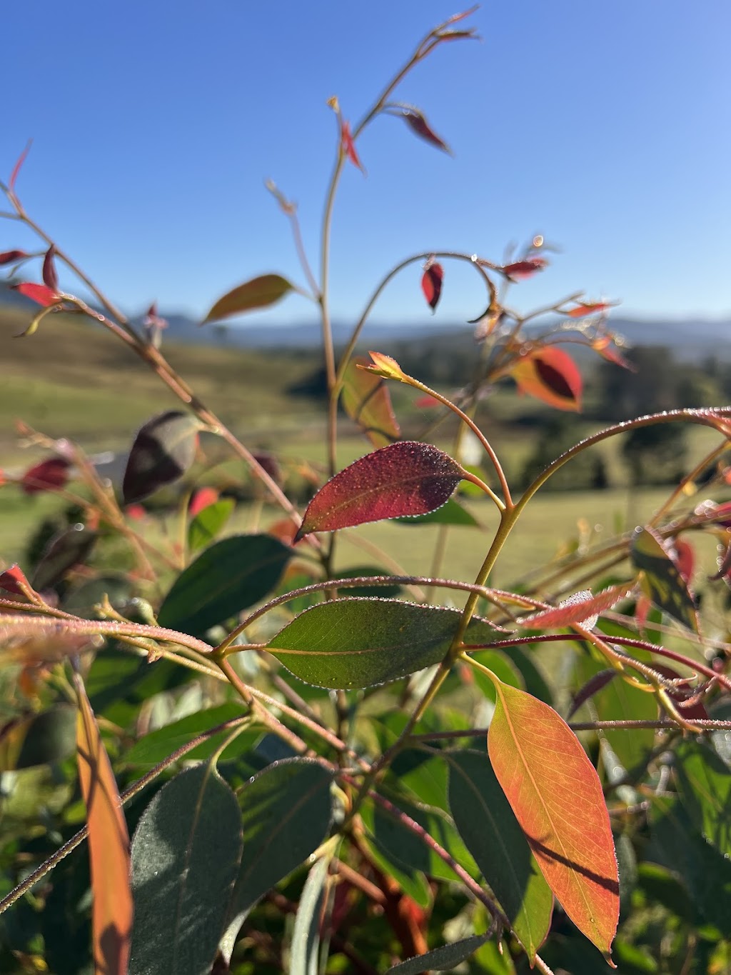 Ataraxis Farms | 825 Collins Creek Rd, Kygole NSW 2474, Australia | Phone: 0431 087 733