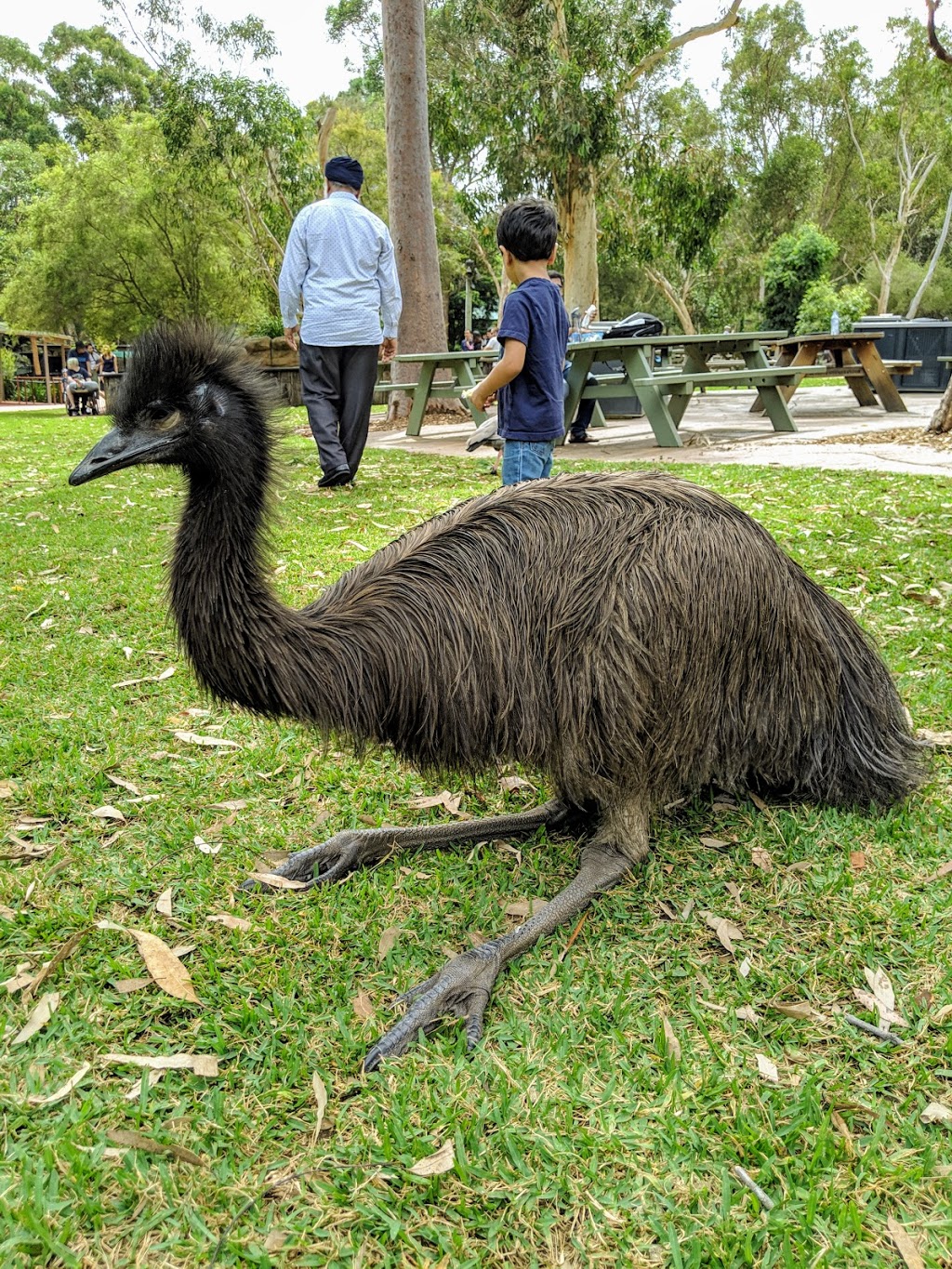 Australian Reptile Park | 69 Pacific Hwy, Somersby NSW 2250, Australia | Phone: (02) 4340 1022