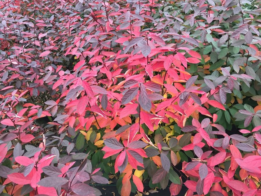 Exeter Designer Plants | 121 Rockleigh Rd, Exeter NSW 2579, Australia | Phone: (02) 4883 4975