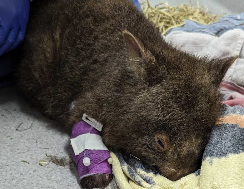 Cedar creek wombat hospital | 583 Sawpit Rd, Cedar Creek NSW 2325, Australia | Phone: 0429 482 551