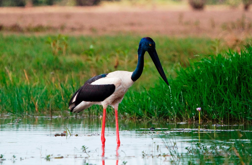 Corroboree Billabong Wetland Cruises | travel agency | Corroboree Billabong, Marrakai NT 0822, Australia | 0889855855 OR +61 8 8985 5855