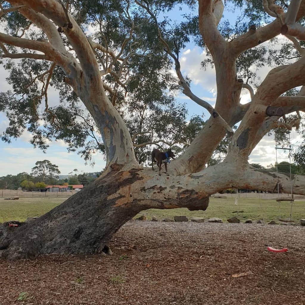 Master Tree Care Pty Ltd |  | 7 Perrin St, Woodside SA 5244, Australia | 0421786005 OR +61 421 786 005