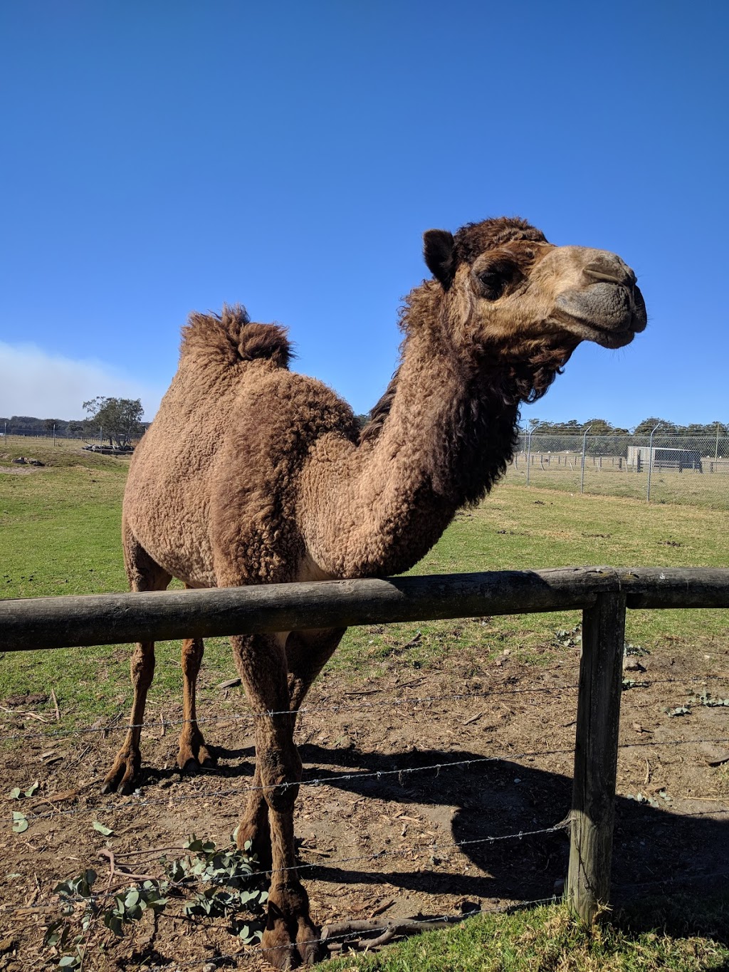 Oakvale Wildlife Park | zoo | 3 Oakvale Dr, Salt Ash NSW 2318, Australia | 0249826222 OR +61 2 4982 6222