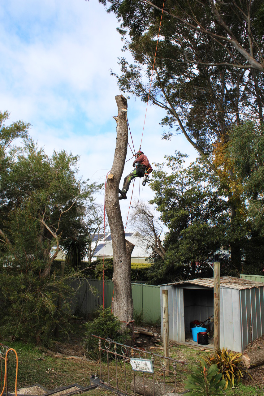 Arbor Medic | 244 Evans Ln, Woodstock NSW 2538, Australia | Phone: (02) 4455 6956