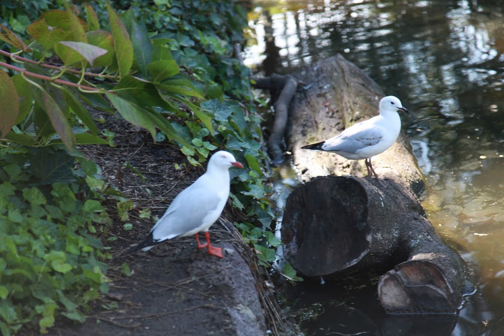 Toms Block (Kings Domain) | park | Linlithgow Ave, Melbourne VIC 3004, Australia