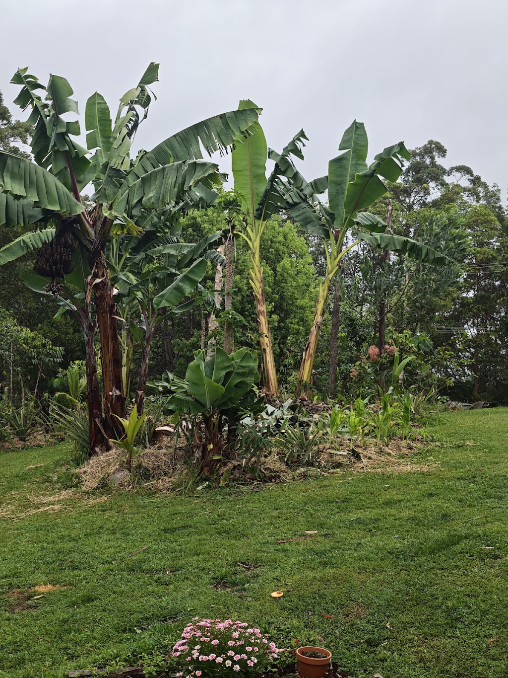 Sustainable Gardens Sunshine Coast | 14 Mango Vale Ct, Diddillibah QLD 4559, Australia | Phone: 0477 422 869