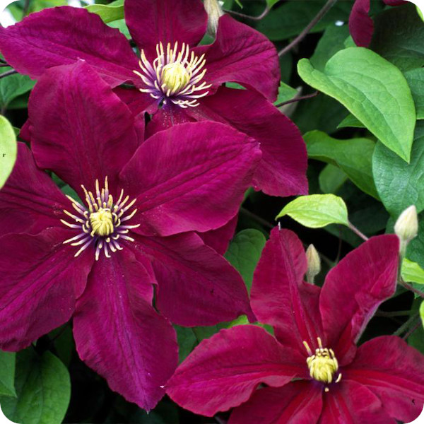 Clematis Cottage Nursery | 7 Claude Rd, Sheffield TAS 7306, Australia | Phone: (03) 6724 3140