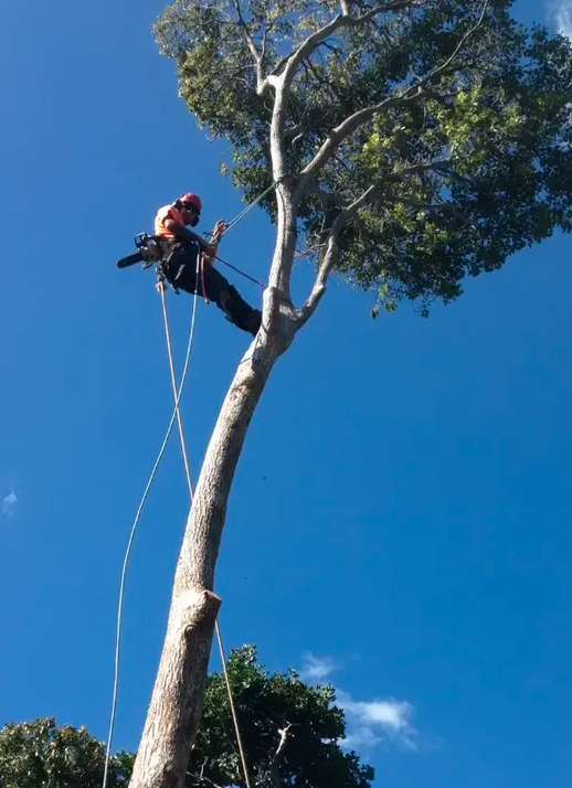 Chris Hackett Tree Services | 17 Bentinck St, Ballina NSW 2478, Australia | Phone: (02) 6686 0599