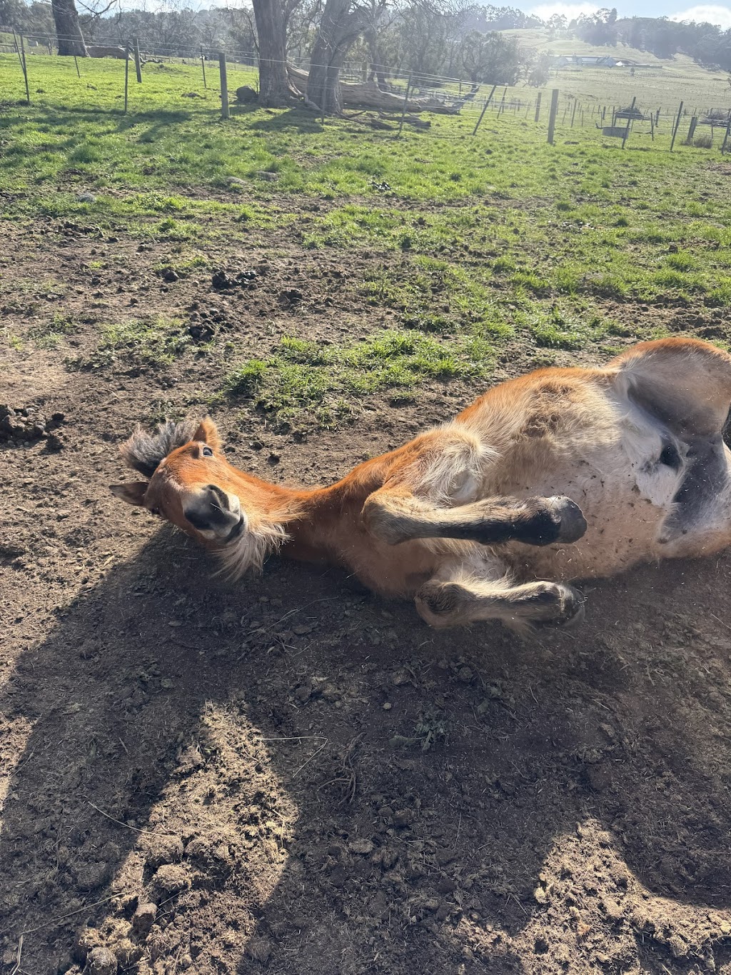 Ballybrook Farm | 602 Couangalt Rd, Gisborne VIC 3437, Australia | Phone: 0409 196 110