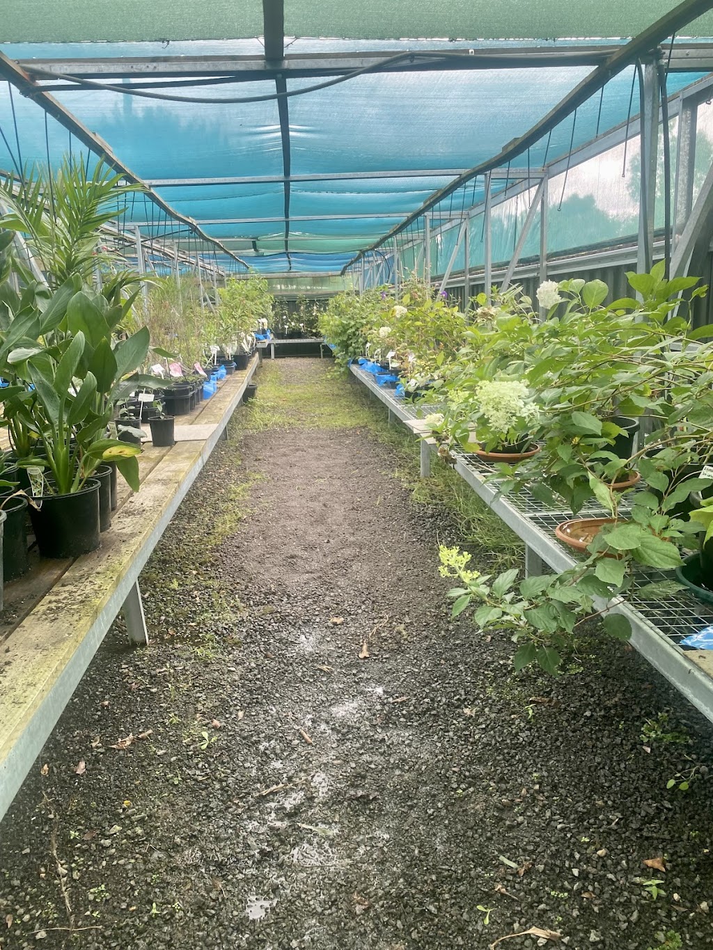 sandras nursery | 141 Witt St, Benalla VIC 3672, Australia | Phone: 0417 315 726