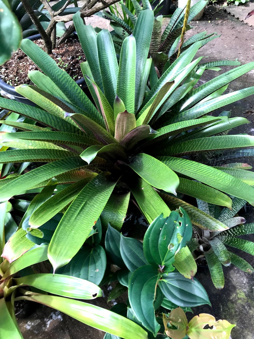 Riverside Bromeliads and Tropical Plant Nursery |  | 64 Riverlea Cl, Malanda QLD 4885, Australia | 0740965826 OR +61 7 4096 5826