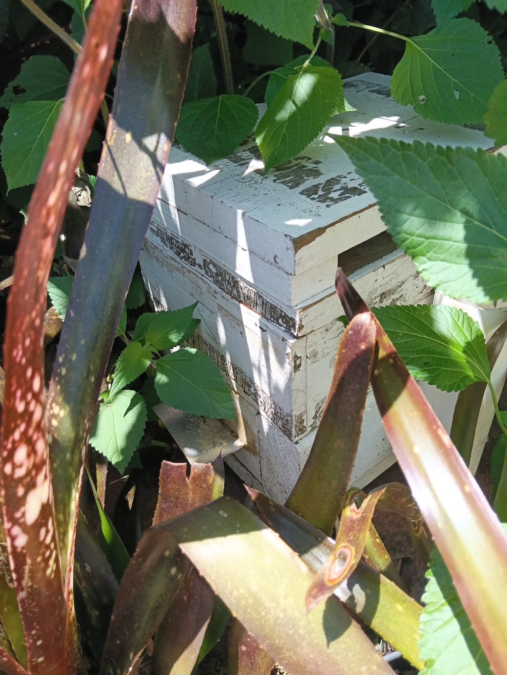 Beekeeping Honey & Native | 5 Fitzgibbon Ln, Rosemeadow NSW 2560, Australia | Phone: 1300 842 520