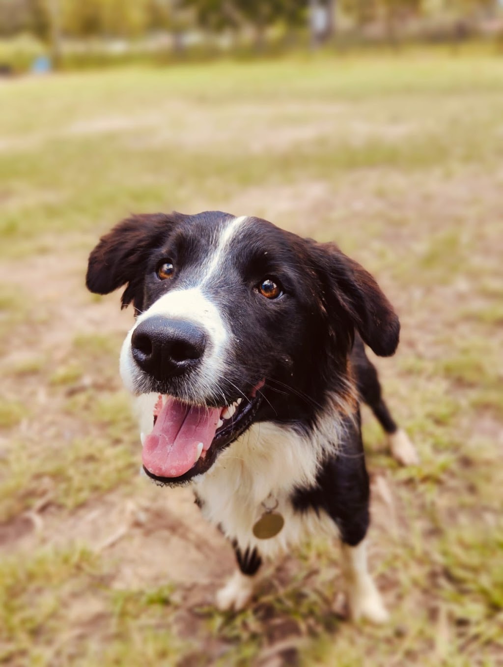 The Ku-bros Doggy Daycare | 127 Moorina Rd, Moorina QLD 4506, Australia | Phone: 0450 919 769