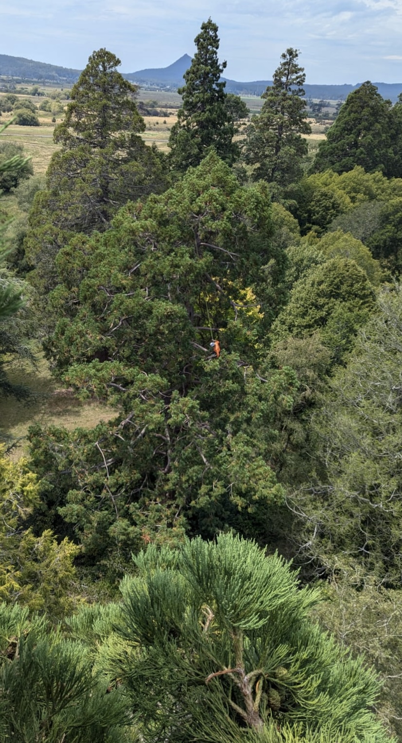 Escarpment Tree Care | 56 Lower Coast Rd, Stanwell Park NSW 2508, Australia | Phone: 0466 804 243